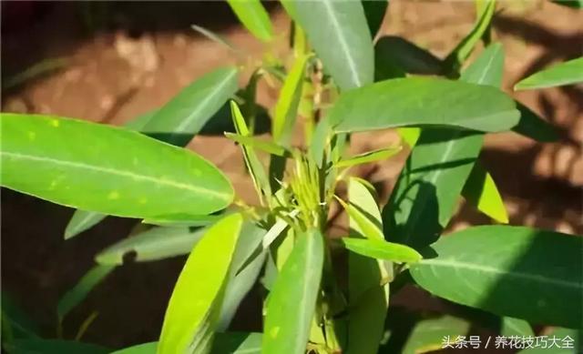 会跳舞的草是什么，会跳舞的草叫什么（大自然里的舞者——跳舞草）