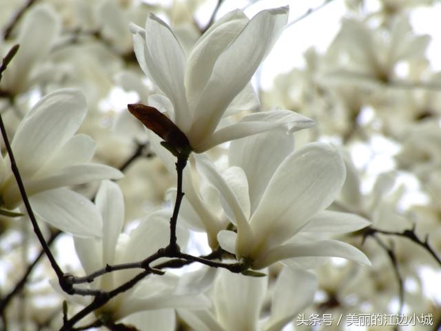 杭州的市花是什么，每个城市的代表花是什么花（总有一款惊艳到你）