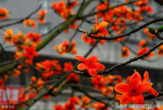 杭州的市花是什么，每个城市的代表花是什么花（总有一款惊艳到你）