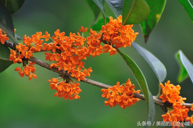 杭州的市花是什么，每个城市的代表花是什么花（总有一款惊艳到你）