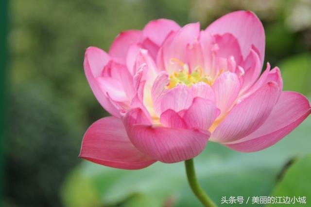 杭州的市花是什么，每个城市的代表花是什么花（总有一款惊艳到你）