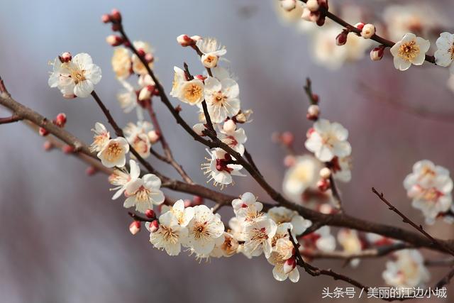 杭州的市花是什么，每个城市的代表花是什么花（总有一款惊艳到你）
