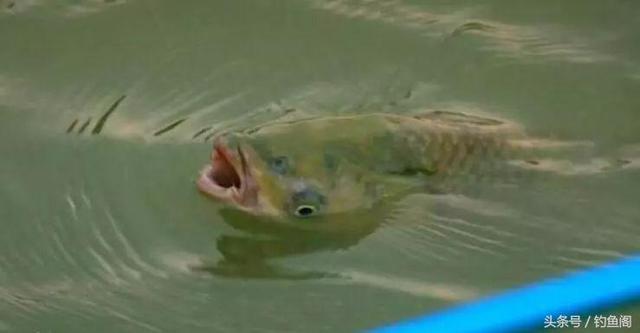 玉米钓鱼用生的还是熟的，钓鱼的玉米是生的还是熟的（鲜玉米和熟玉米哪个钓鱼效果更好）