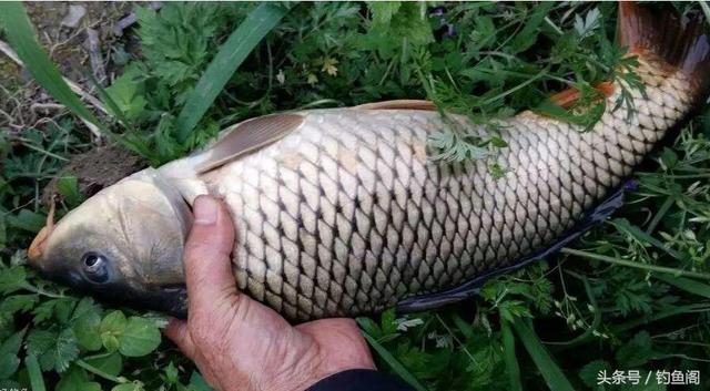 玉米钓鱼用生的还是熟的，钓鱼的玉米是生的还是熟的（鲜玉米和熟玉米哪个钓鱼效果更好）