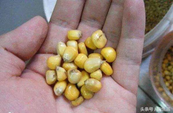 玉米钓鱼用生的还是熟的，钓鱼的玉米是生的还是熟的（鲜玉米和熟玉米哪个钓鱼效果更好）