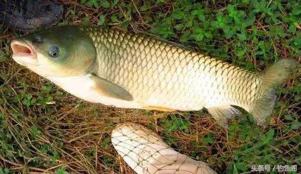 玉米钓鱼用生的还是熟的，钓鱼的玉米是生的还是熟的（鲜玉米和熟玉米哪个钓鱼效果更好）