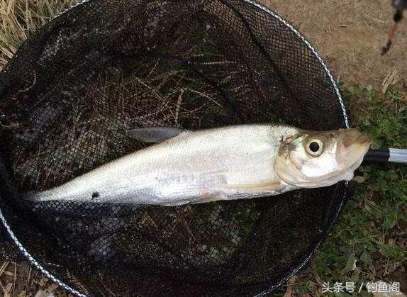 玉米钓鱼用生的还是熟的，钓鱼的玉米是生的还是熟的（鲜玉米和熟玉米哪个钓鱼效果更好）