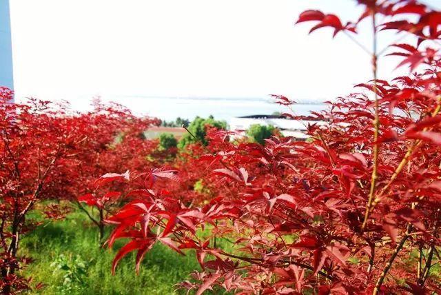 被称为“211高校之王”的武汉理工：为啥叫皇家理工，武汉理工大学三大王牌专业（在一座园林式校园上大学是什么体验）