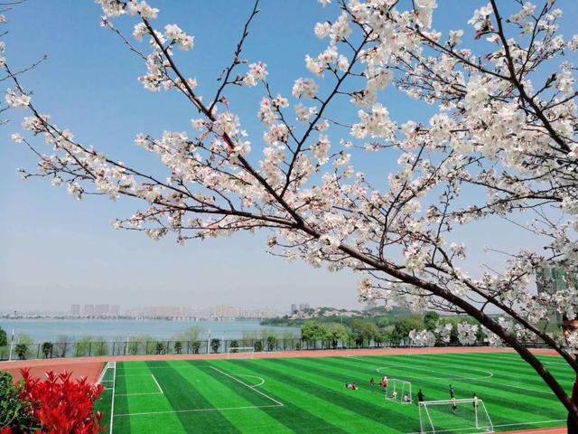 被称为“211高校之王”的武汉理工：为啥叫皇家理工，武汉理工大学三大王牌专业（在一座园林式校园上大学是什么体验）