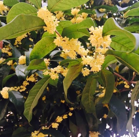 被称为“211高校之王”的武汉理工：为啥叫皇家理工，武汉理工大学三大王牌专业（在一座园林式校园上大学是什么体验）