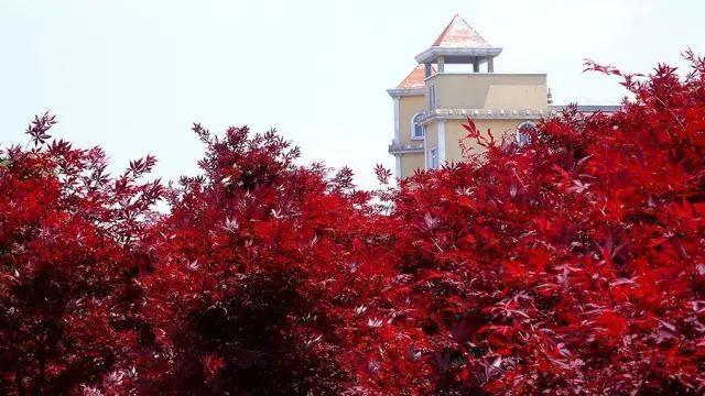 被称为“211高校之王”的武汉理工：为啥叫皇家理工，武汉理工大学三大王牌专业（在一座园林式校园上大学是什么体验）