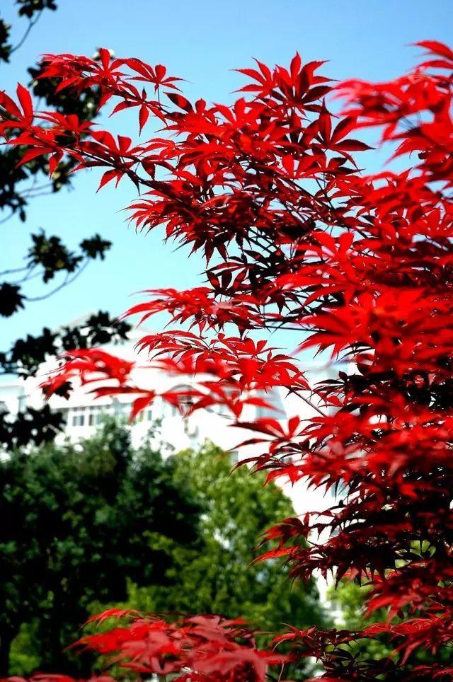 被称为“211高校之王”的武汉理工：为啥叫皇家理工，武汉理工大学三大王牌专业（在一座园林式校园上大学是什么体验）