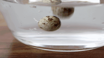 鸽子蛋有营养吗，鸽子蛋有什么营养价值（鸽子蛋的营养价值是否和价格成正比）