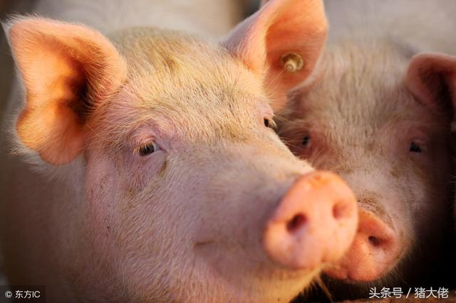 丹毒最好治疗方法，丹毒最好治疗方法是什么（猪场发生猪丹毒来势汹汹）