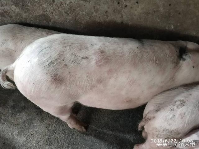 丹毒最好治疗方法，丹毒最好治疗方法是什么（猪场发生猪丹毒来势汹汹）