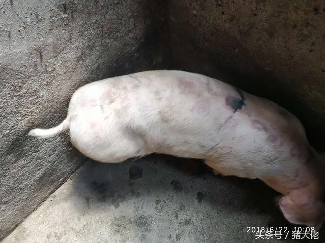 丹毒最好治疗方法，丹毒最好治疗方法是什么（猪场发生猪丹毒来势汹汹）