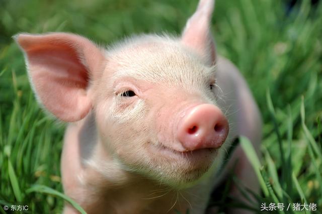 丹毒最好治疗方法，丹毒最好治疗方法是什么（猪场发生猪丹毒来势汹汹）