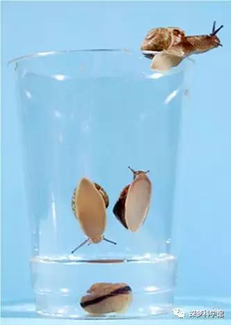 蜗牛的外形特征，蜗牛的外形特征怎么描写（软体动物——蜗牛）