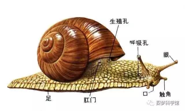 蜗牛的外形特征，蜗牛的外形特征怎么描写（软体动物——蜗牛）