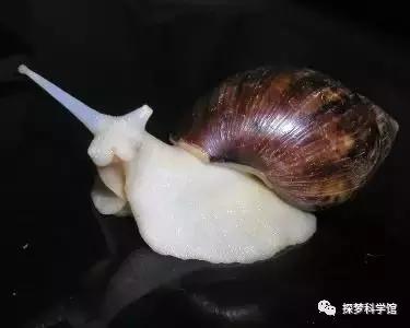 蜗牛的外形特征，蜗牛的外形特征怎么描写（软体动物——蜗牛）