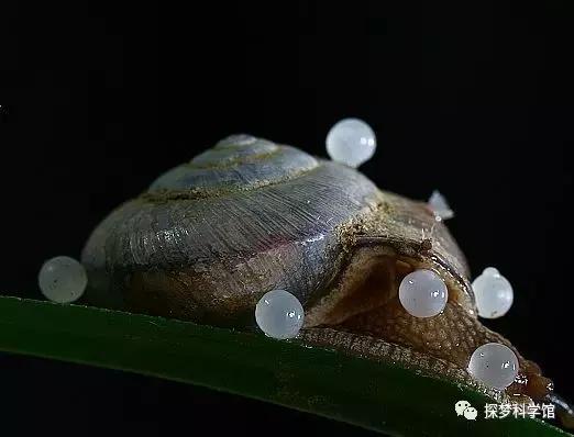 蜗牛的外形特征，蜗牛的外形特征怎么描写（软体动物——蜗牛）