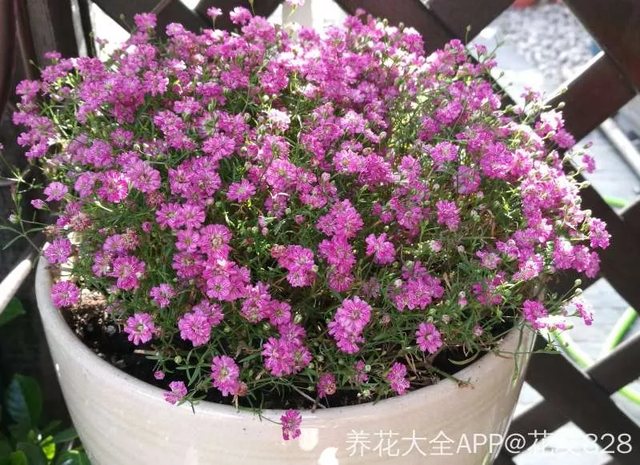 荔枝皮是什么材质，荔枝纹皮是什么皮（吃完的荔枝壳别扔）