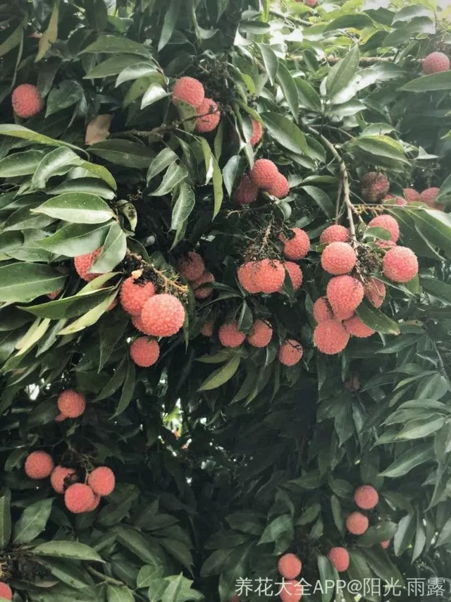 荔枝皮是什么材质，荔枝纹皮是什么皮（吃完的荔枝壳别扔）