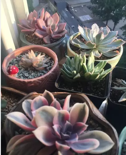 荔枝皮是什么材质，荔枝纹皮是什么皮（吃完的荔枝壳别扔）