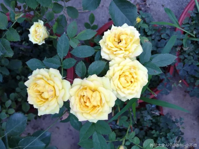 荔枝皮是什么材质，荔枝纹皮是什么皮（吃完的荔枝壳别扔）