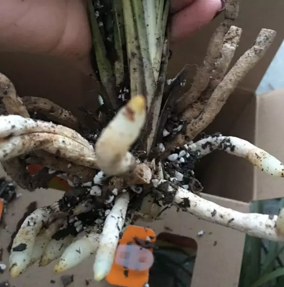 荔枝皮是什么材质，荔枝纹皮是什么皮（吃完的荔枝壳别扔）