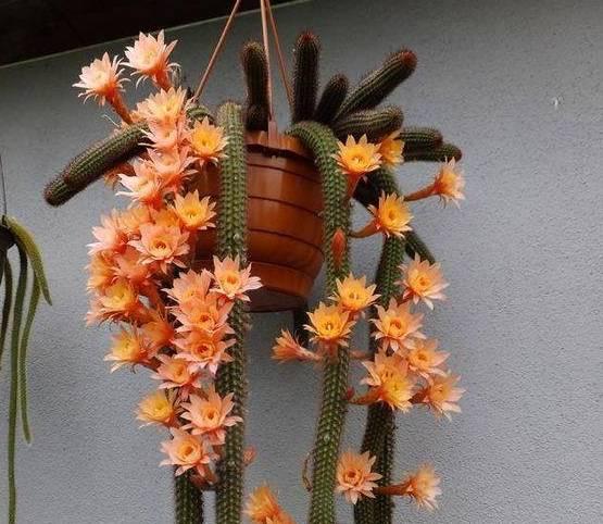 鼠尾掌为什么发红，红掌枯黄的原因（这么可爱的多肉怎么养）