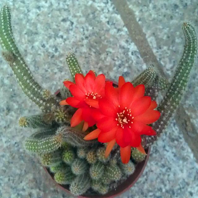 鼠尾掌为什么发红，红掌枯黄的原因（这么可爱的多肉怎么养）