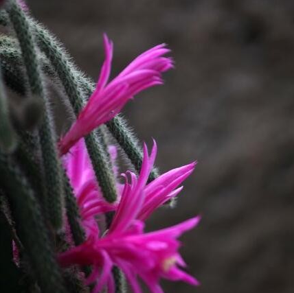 鼠尾掌为什么发红，红掌枯黄的原因（这么可爱的多肉怎么养）