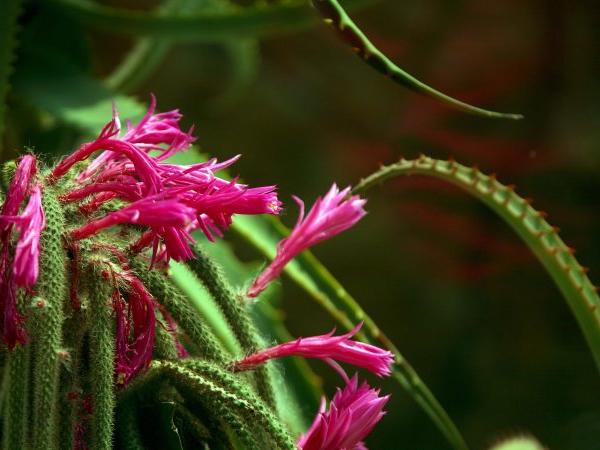 鼠尾掌为什么发红，红掌枯黄的原因（这么可爱的多肉怎么养）