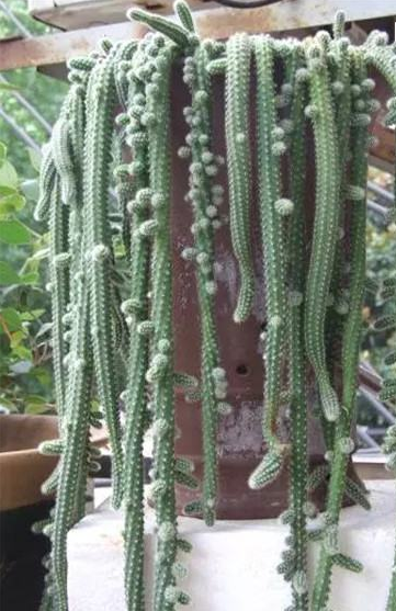 鼠尾掌为什么发红，红掌枯黄的原因（这么可爱的多肉怎么养）