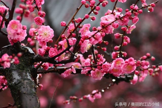 中国十大名花的象征意义，100种花的寓意和花语（中国传统十大名花你知道多少）