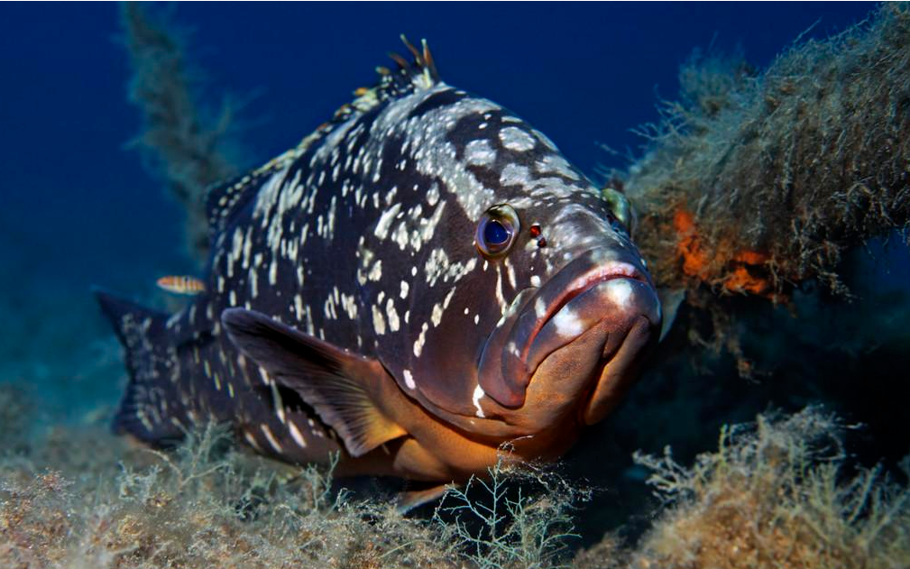 石斑鱼的种类（石斑鱼的形态特征）