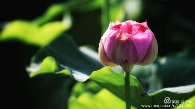 记小荷，深泽县小荷记（坠入爱荷<小荷青青）