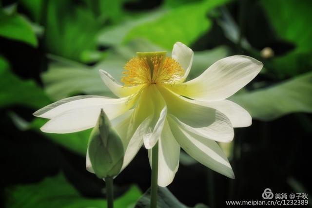 记小荷，深泽县小荷记（坠入爱荷<小荷青青）