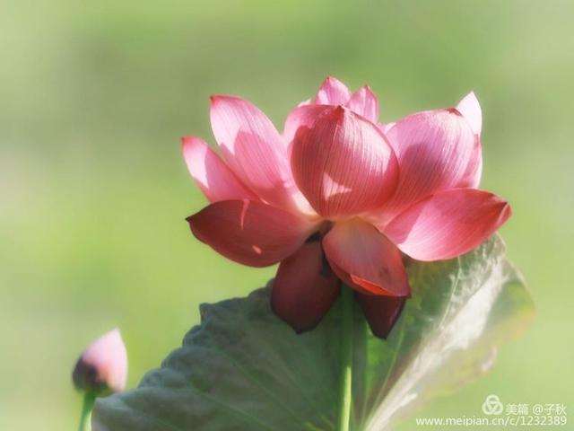 记小荷，深泽县小荷记（坠入爱荷<小荷青青）