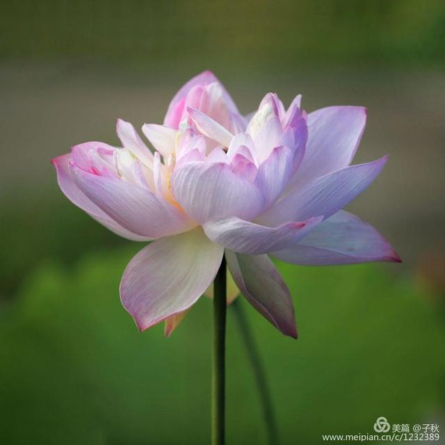 记小荷，深泽县小荷记（坠入爱荷<小荷青青）