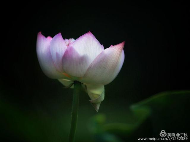 记小荷，深泽县小荷记（坠入爱荷<小荷青青）