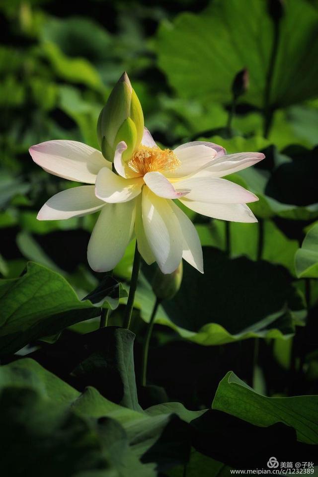 记小荷，深泽县小荷记（坠入爱荷<小荷青青）