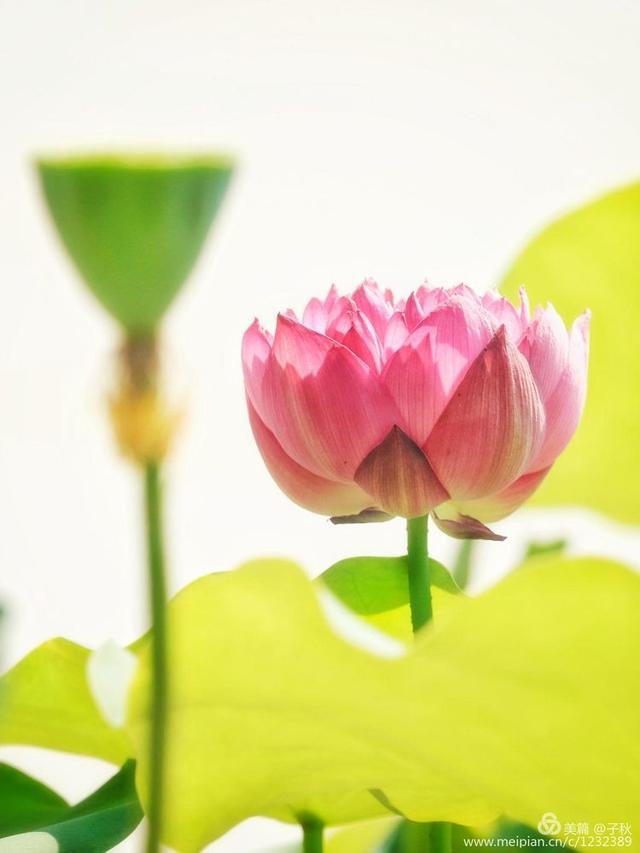 记小荷，深泽县小荷记（坠入爱荷<小荷青青）