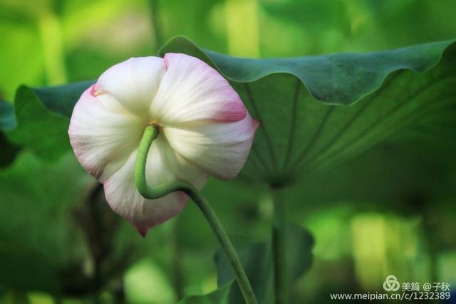 记小荷，深泽县小荷记（坠入爱荷<小荷青青）