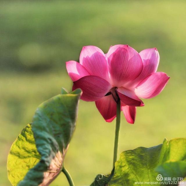 记小荷，深泽县小荷记（坠入爱荷<小荷青青）