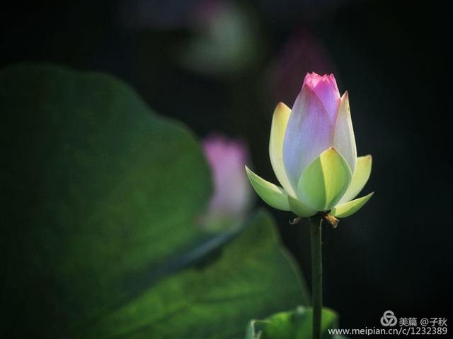 记小荷，深泽县小荷记（坠入爱荷<小荷青青）