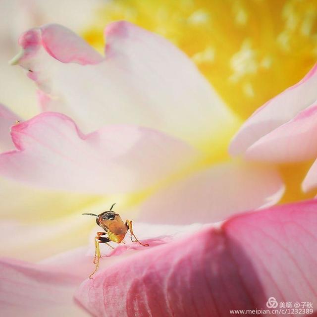 记小荷，深泽县小荷记（坠入爱荷<小荷青青）