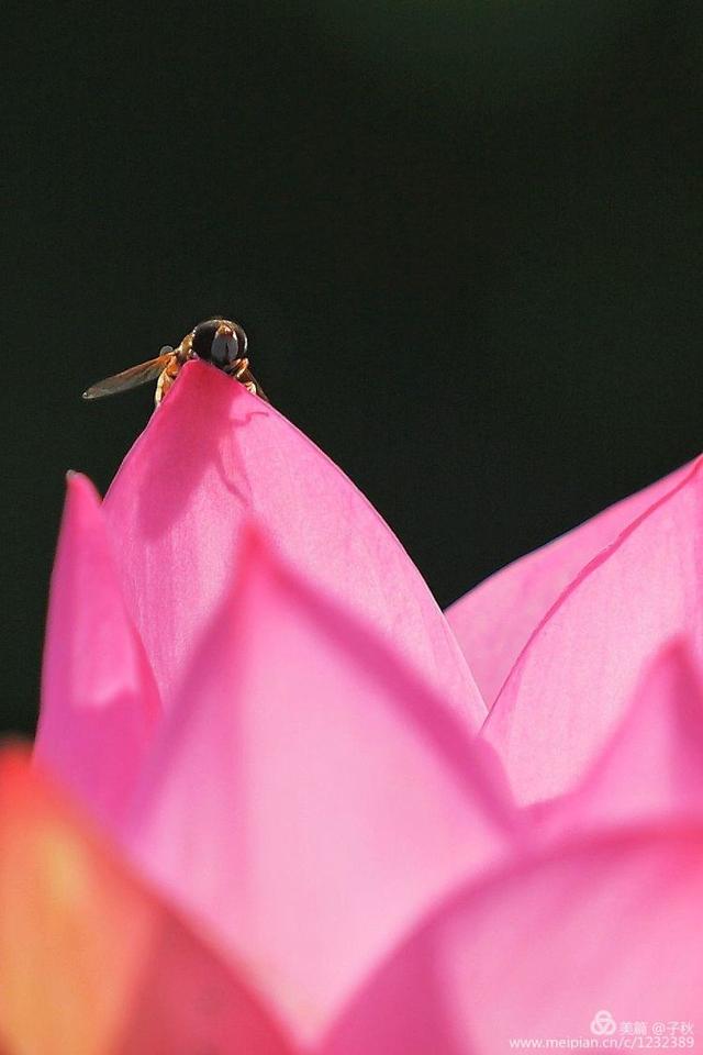 记小荷，深泽县小荷记（坠入爱荷<小荷青青）