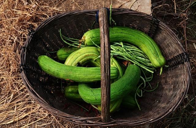 丝瓜的营养价值及功效，丝瓜的营养价值及功效百度百科（丝瓜19个鲜为人知的功效）